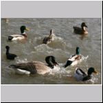 Branta canadensis - Kanadagans 15 OS-Hellern.jpg